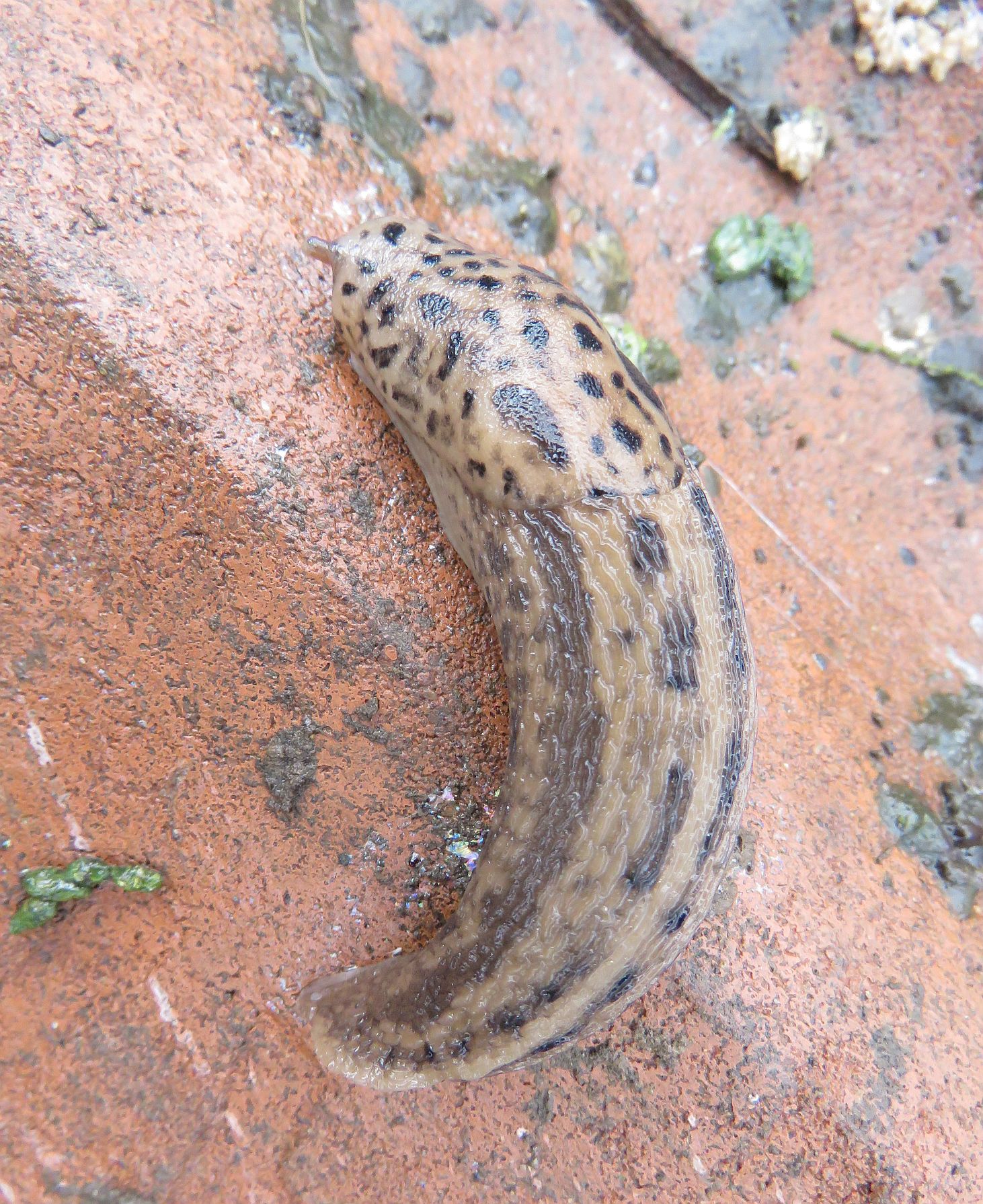  Leopard Slug 